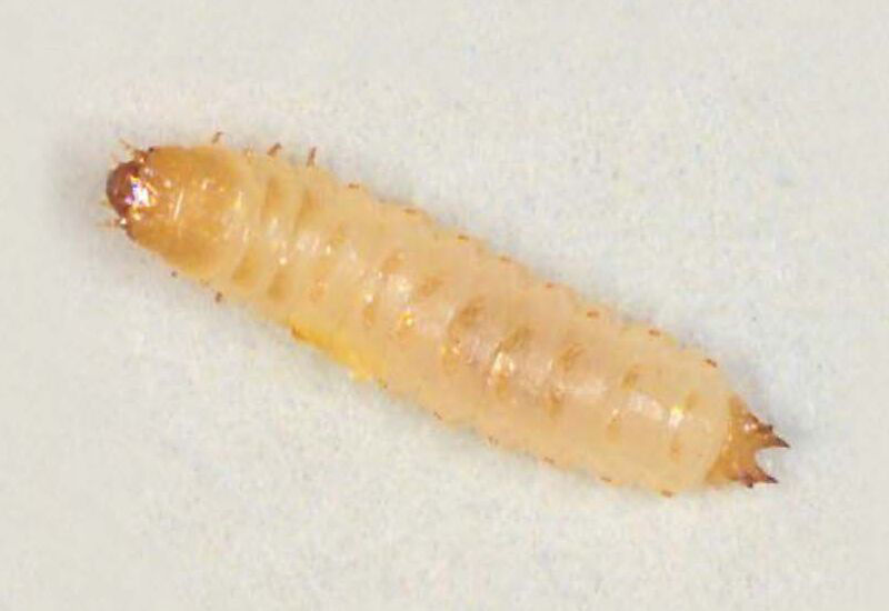 Carpophilus Beetle